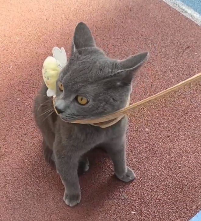 二手跑步机、切割机、货架、二手车出售门店转让、宠物领养奉节最新物品信息！(图1)