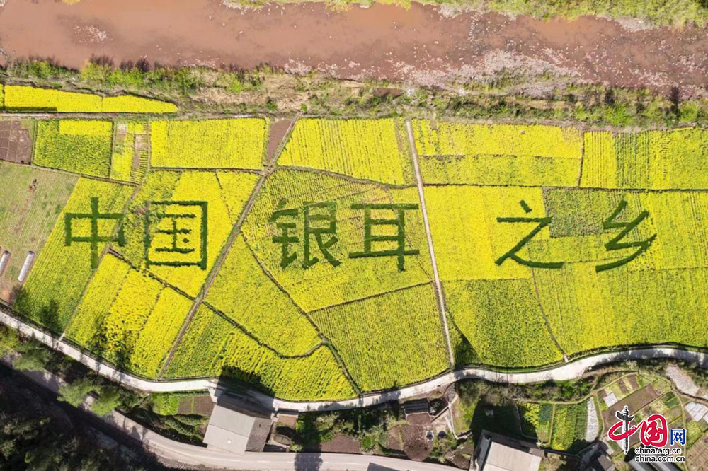 开云电竞app:巴中通江：绘就宜居和美乡村“新画卷”(图2)