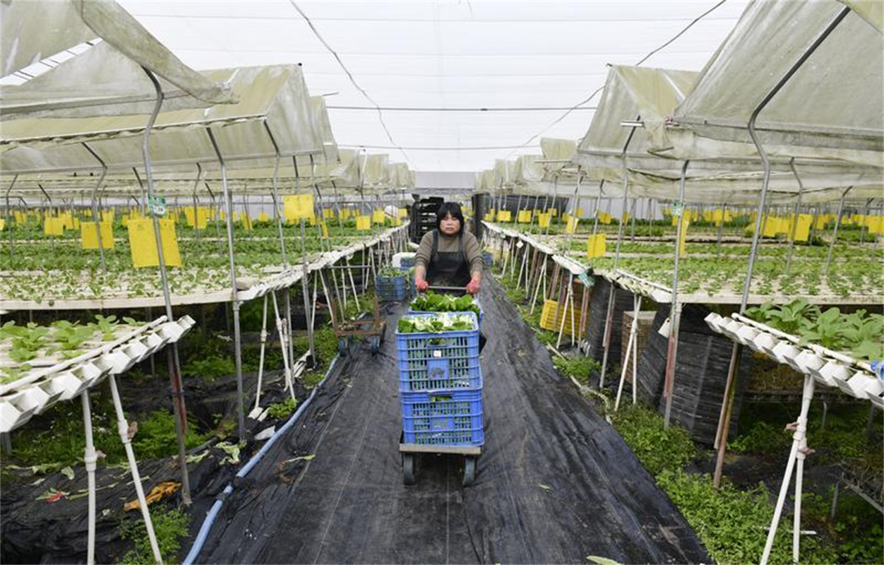 开云电竞:量足价稳！中山保障鲜活农产品快速安全供应香港(图1)
