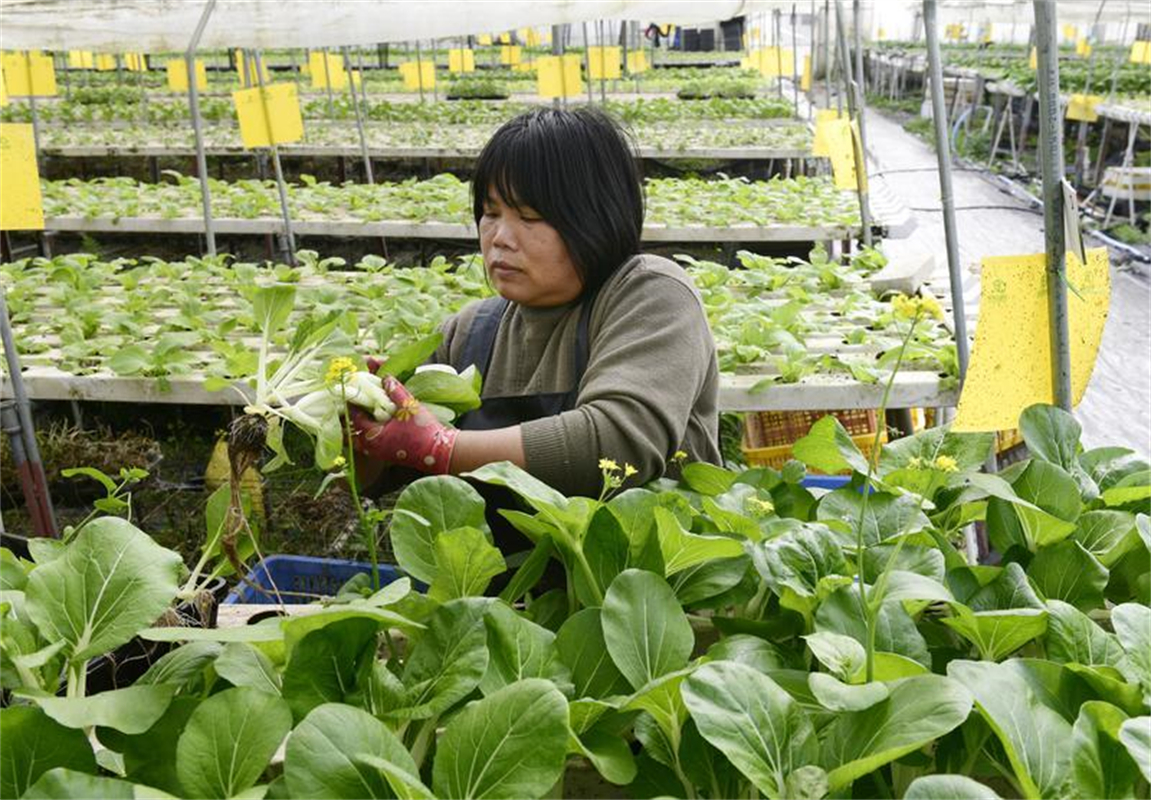 开云电竞:量足价稳！中山保障鲜活农产品快速安全供应香港(图3)