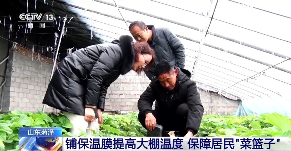 开云电竞:“菜篮子”量足价稳！从田间到超市多方发力保供稳价(图2)