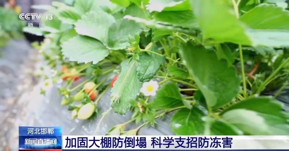 开云电竞:“菜篮子”量足价稳！从田间到超市多方发力保供稳价(图1)