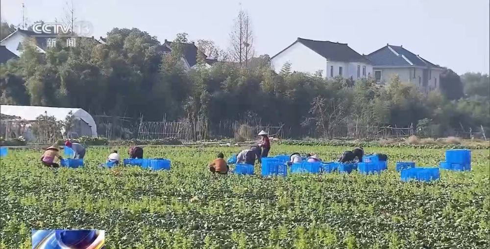 开云电竞:“菜篮子”量足价稳！从田间到超市多方发力保供稳价(图5)
