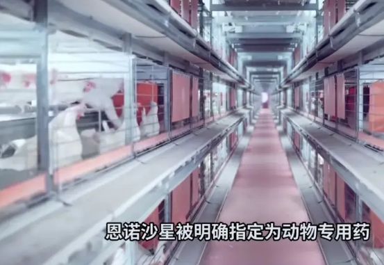 我国出口欧盟的鸡蛋被退回！因含有恩诺沙星山姆排队的人更多了(图6)