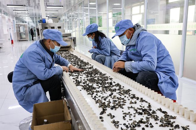 开云电竞:“菌”有“蘑”力！促进龙江森工林区振兴(图3)