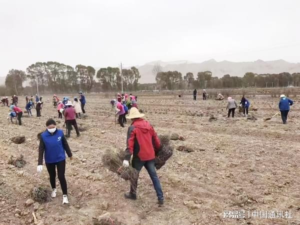 开云电竞青海贵德：薰衣草牵出“紫色经济”(图6)