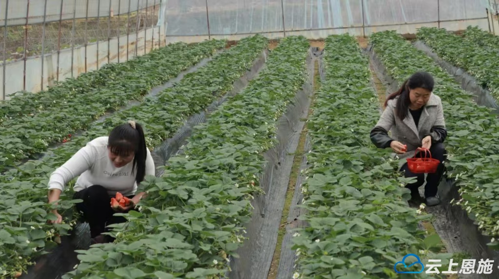 开启冬日“莓”好之约来凤县头茬草莓大量上市(图1)