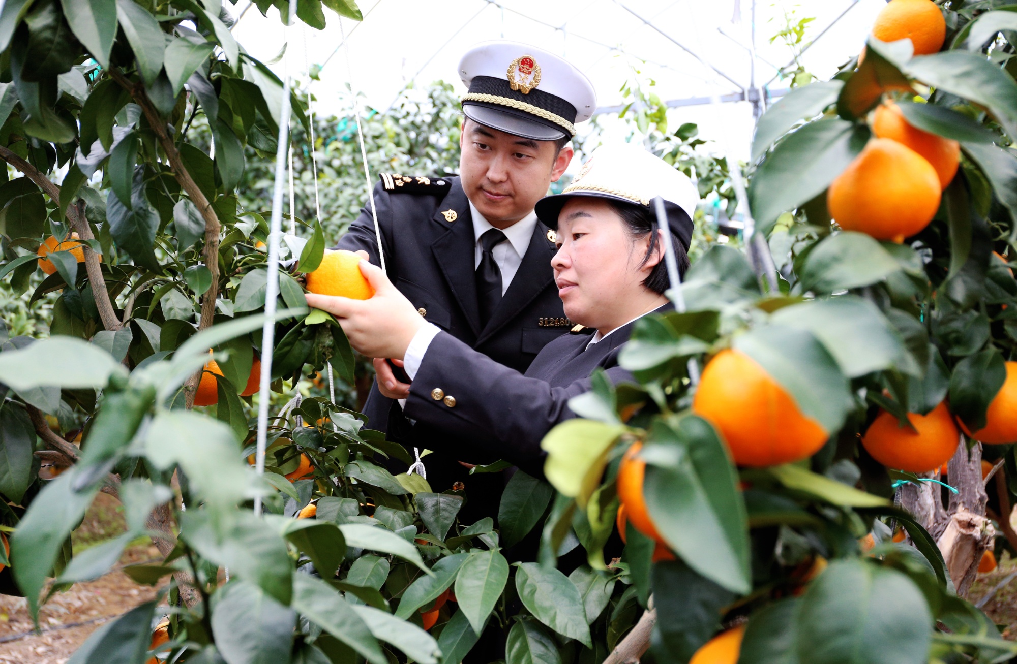 开云电竞网站:出海占“鲜”机新年首批象山红美人柑橘“甜蜜”出口(图1)