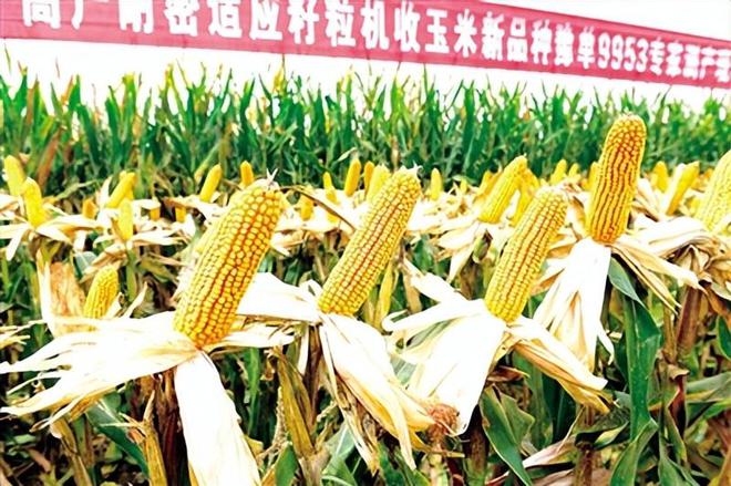 2025年重点推荐的玉米品种(图7)