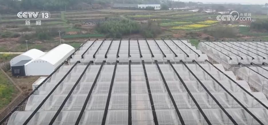 开云电竞水果刺客→亲民爆款科技为百姓“果盘子”注入“鲜”力量(图8)