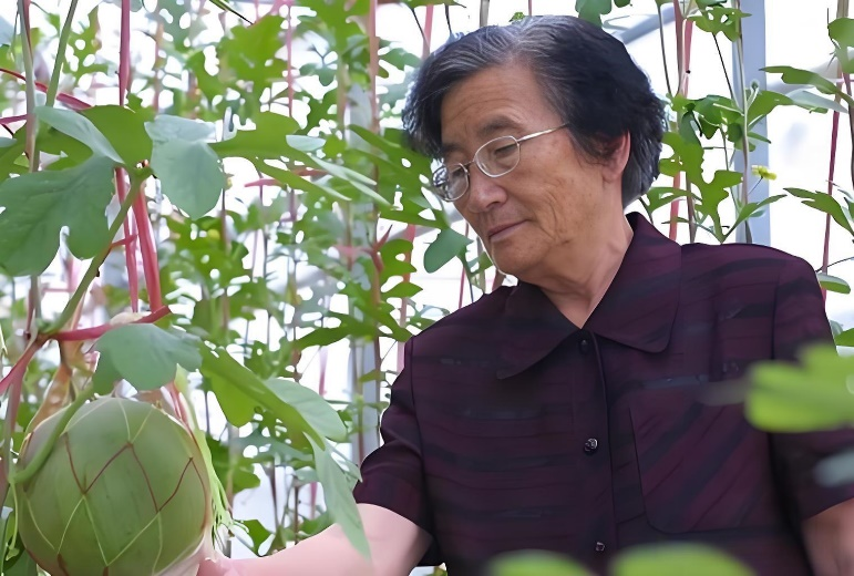 开云电竞62年攻坚捍卫民族尊严极致追求种出品质好瓜埃文凯尔中国农业游看望西瓜奶奶(图2)