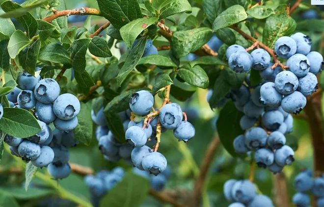 kaiyun开云电竞:澳洲电费将大幅上涨！联盟党将继续存在影子内阁即将亮相急缺建筑类工人(图6)