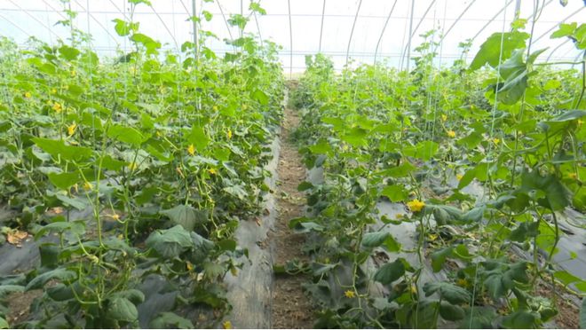 开云电竞息县：智能大棚“链”通分秒 藤间鲜蔬极速抵架(图2)