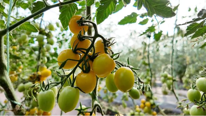 开云电竞息县：智能大棚“链”通分秒 藤间鲜蔬极速抵架(图3)