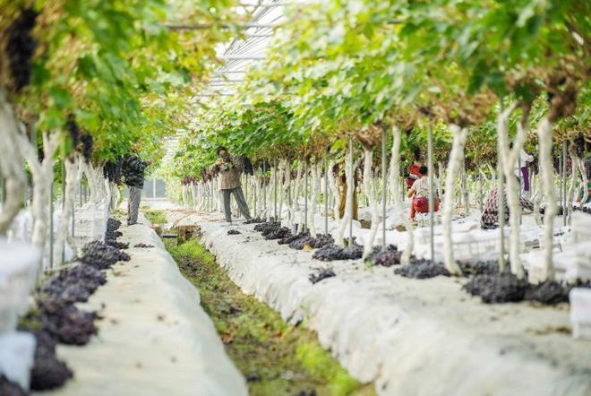 开云电竞眉山市彭山区：葡萄架下铺就致富锦路产业链中奏响振兴乐章(图2)