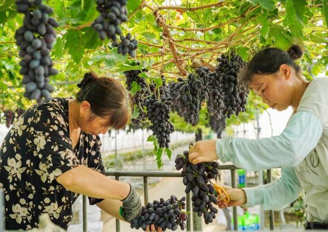 开云电竞眉山市彭山区：葡萄架下铺就致富锦路产业链中奏响振兴乐章(图1)