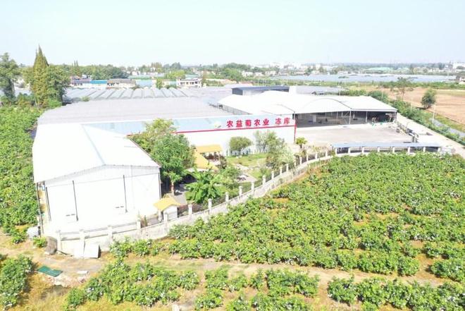 开云电竞眉山市彭山区：葡萄架下铺就致富锦路产业链中奏响振兴乐章(图3)