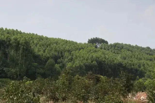 开云电竞网站:喜讯！邛崃市19家企业入选农业产业化省级重点龙头企业名单！(图12)