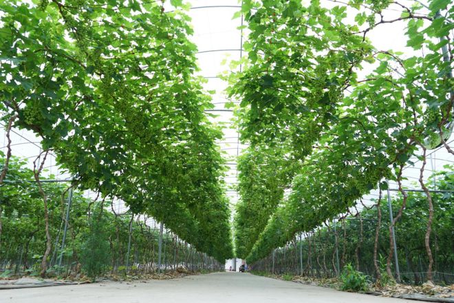 开云电竞网站:喜讯！邛崃市19家企业入选农业产业化省级重点龙头企业名单！(图9)