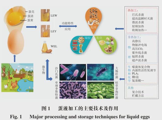 《食品科学》：中国农业大学肖红伟教授等：液态蛋的新兴杀菌效果与功能特性调控技术研究进展(图1)