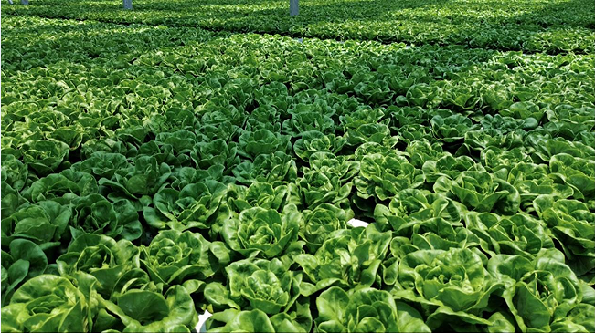 上海隐形生鲜之王硬核出击品上生活自营超级市场连开三店！(图2)