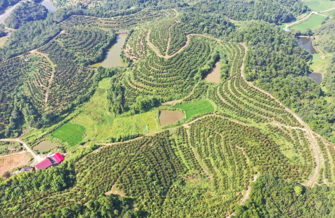 开云电竞网站:侃财邦｜这个宝贝每年要增值百亿湖南靠“种”还是靠“卖”？(图1)