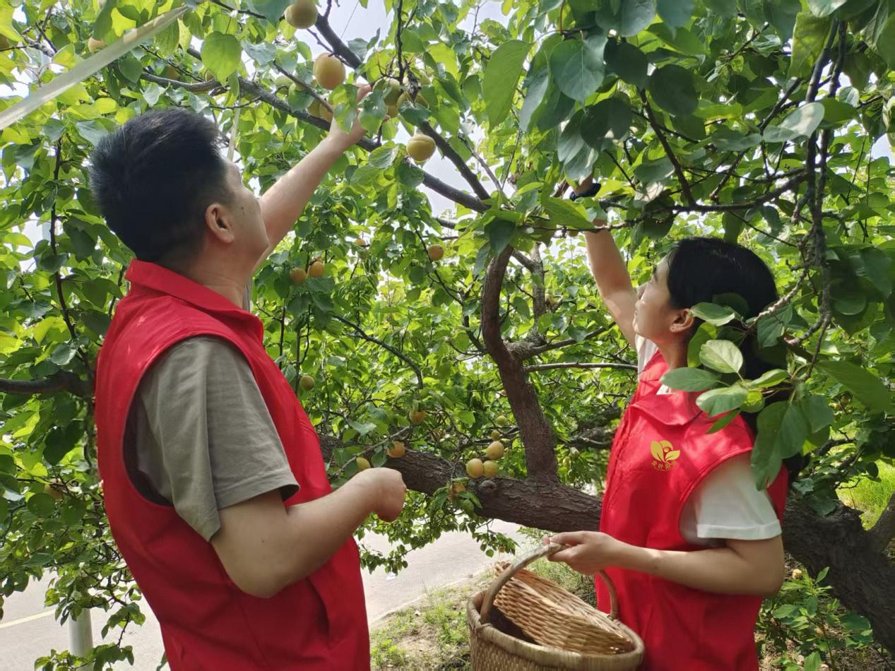 从枝头硕果到民心暖意(图1)