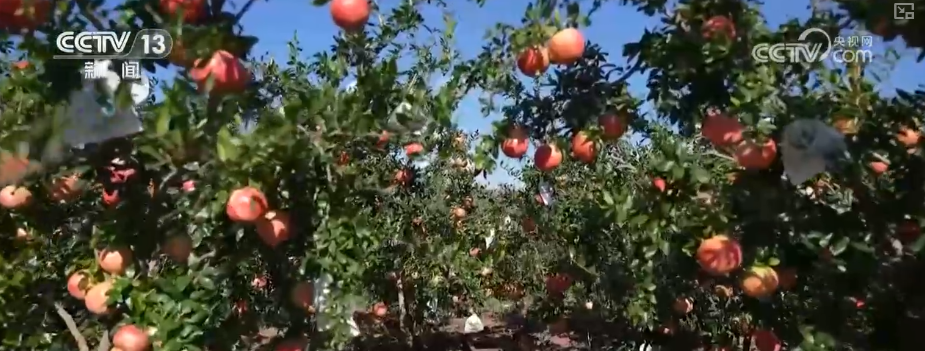 “甜蜜产业开云电竞”出海“闯世界”圈粉无数透过大数据解锁消费新趋势(图7)