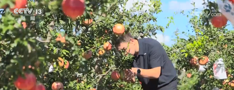 “甜蜜产业开云电竞”出海“闯世界”圈粉无数透过大数据解锁消费新趋势(图10)