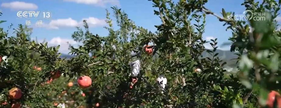 “甜蜜产业开云电竞”出海“闯世界”圈粉无数透过大数据解锁消费新趋势(图11)