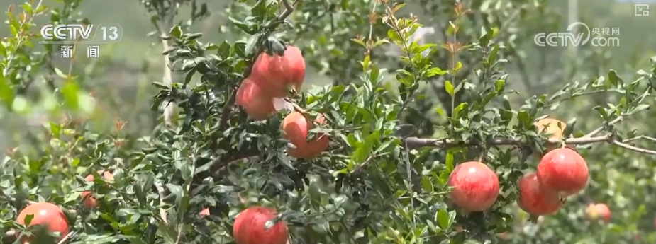 “甜蜜产业开云电竞”出海“闯世界”圈粉无数透过大数据解锁消费新趋势(图12)