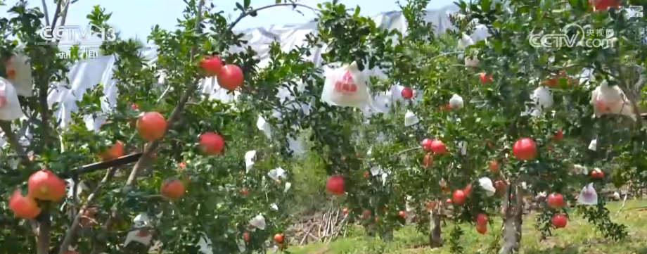 “甜蜜产业开云电竞”出海“闯世界”圈粉无数透过大数据解锁消费新趋势(图13)