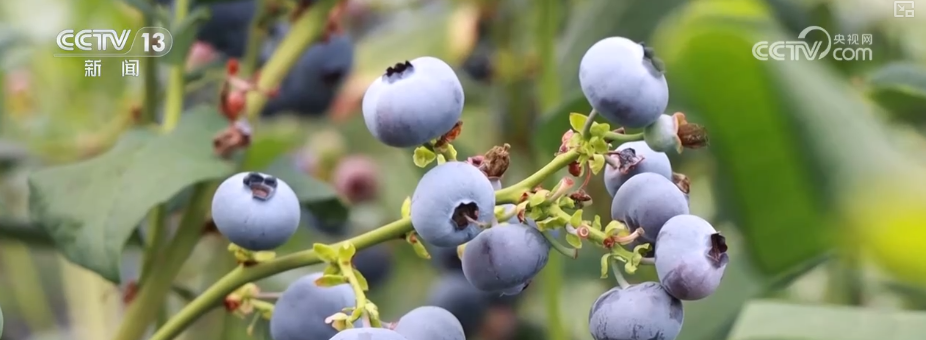 “甜蜜产业开云电竞”出海“闯世界”圈粉无数透过大数据解锁消费新趋势(图14)