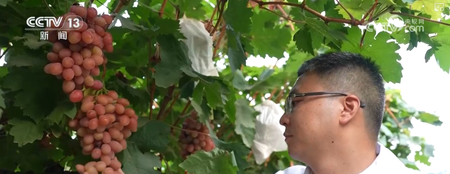 “甜蜜产业开云电竞”出海“闯世界”圈粉无数透过大数据解锁消费新趋势(图18)