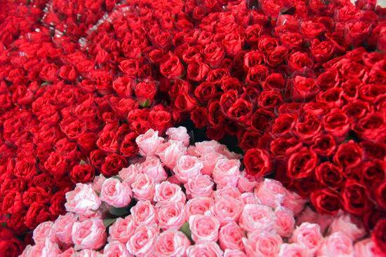 【央媒看宛】南阳社旗：一“架”一“花”并蒂开双擎驱动产业兴(图1)