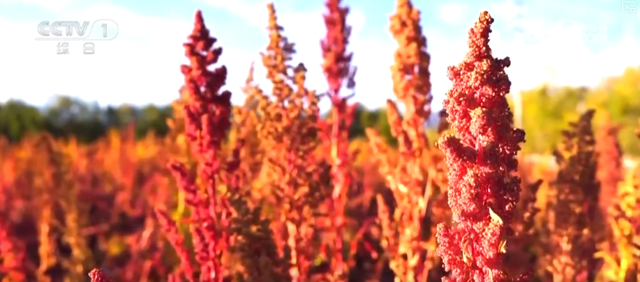 kaiyun开云电竞:机械化助力秋粮加速归仓各地加快农业生产共绘神州大地好“丰”景(图8)