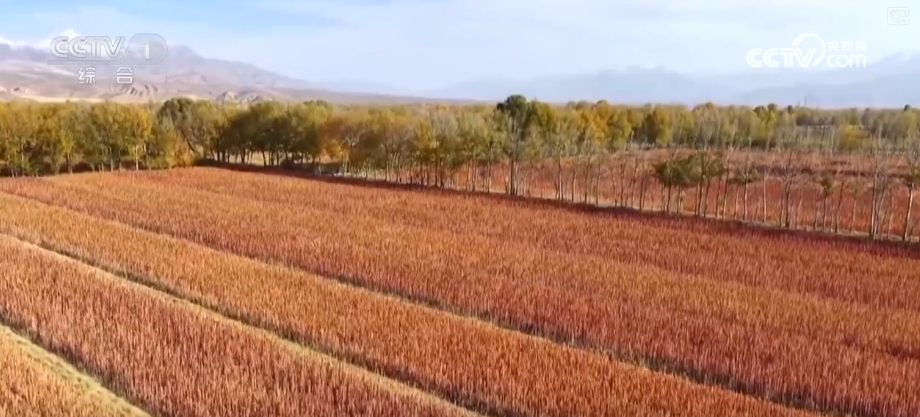 kaiyun开云电竞:机械化助力秋粮加速归仓各地加快农业生产共绘神州大地好“丰”景(图7)