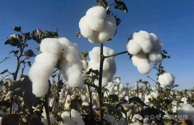 开云电竞入口:高考地理农产品的市场竞争力(图5)