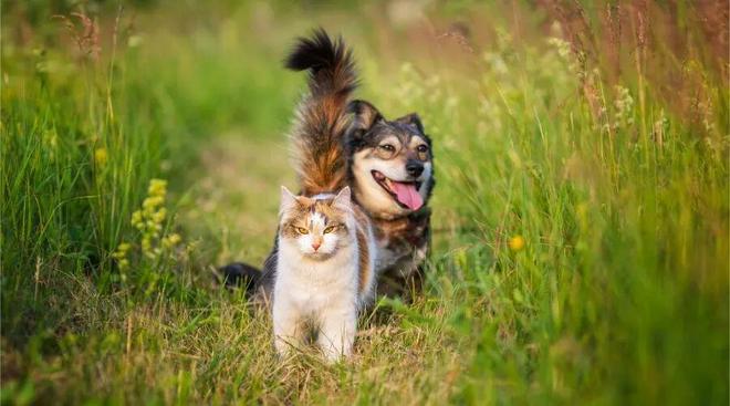 开云电竞“滞销”变“爆款”宠物食品货架改造指南(图5)