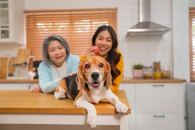 开云电竞“滞销”变“爆款”宠物食品货架改造指南(图6)