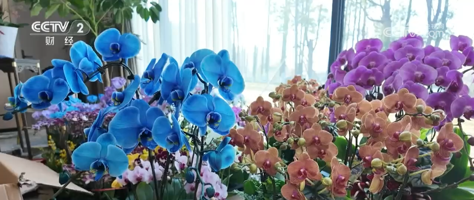 开云电竞app:特色集市、年宵花海……年味渐浓！用N种方式打开火热节前市场(图4)