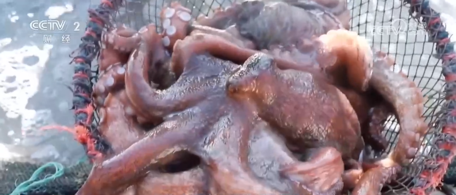 开云电竞app:特色集市、年宵花海……年味渐浓！用N种方式打开火热节前市场(图11)