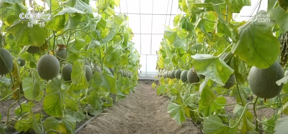 开云电竞app:特色集市、年宵花海……年味渐浓！用N种方式打开火热节前市场(图13)