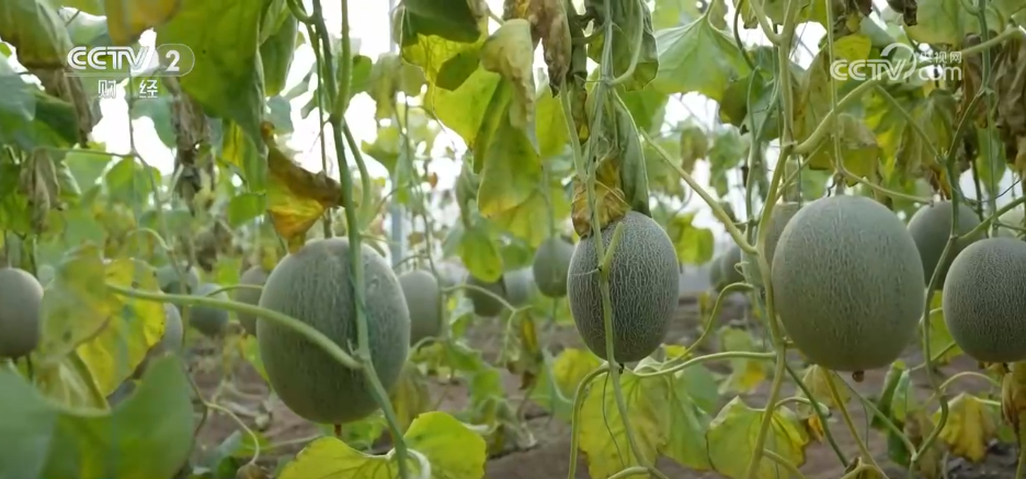 开云电竞app:特色集市、年宵花海……年味渐浓！用N种方式打开火热节前市场(图12)