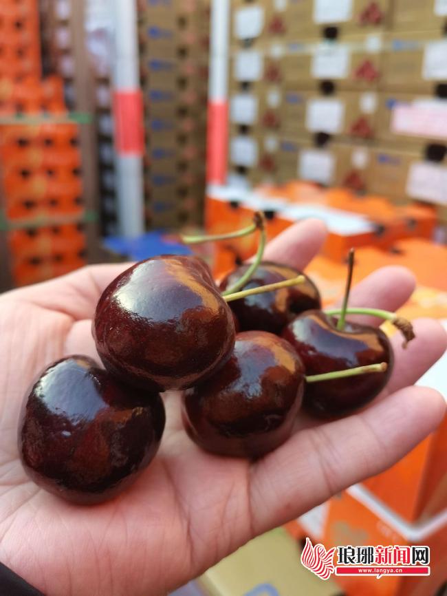 临沂：货源爆棚带动降价车厘子成今冬水果市场“主角”(图2)