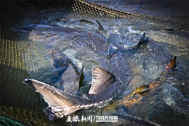 开云电竞:大江奔腾“国宝”归来(图6)