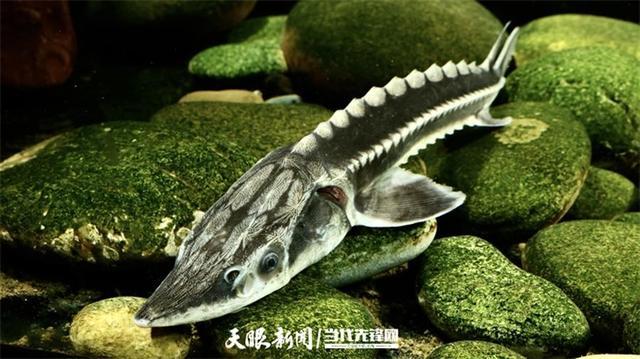 开云电竞:大江奔腾“国宝”归来(图2)