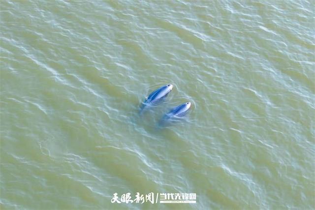 开云电竞:大江奔腾“国宝”归来(图11)