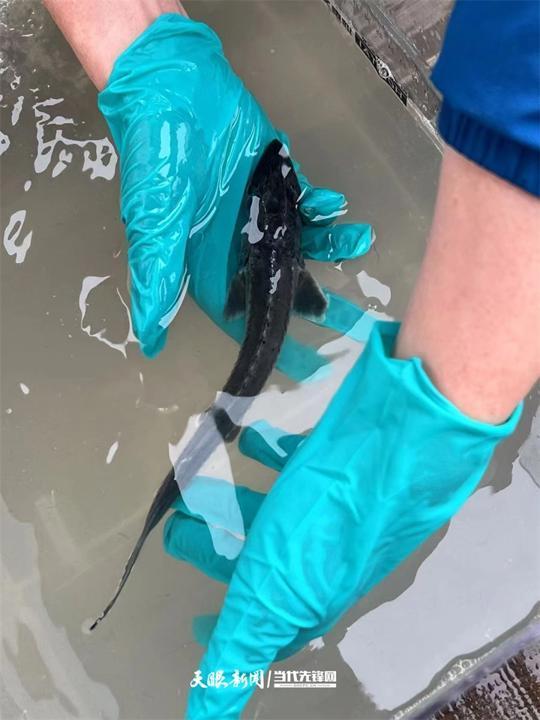 开云电竞:大江奔腾“国宝”归来(图22)