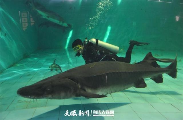 开云电竞:大江奔腾“国宝”归来(图21)